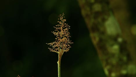 Close-up-shot-of-a-wildflower-blowing-in-the-wind,-in-a-lush-green-field