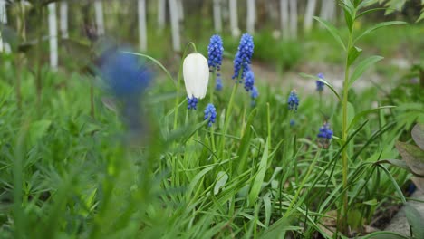 spring flowers in a garden