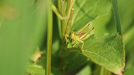 macro de un saltamontes jugando en sus piernas