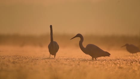 bandada de grandes garcetas pescando al amanecer