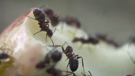 Macro-view-of-ant-colony-eating-food,-closeup