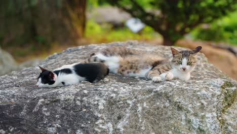 a tender moment as a mother cat and her small black and white kitten rest and relax together on a large grey rock in a natural outdoor setting during the quiet evening hours of dusk