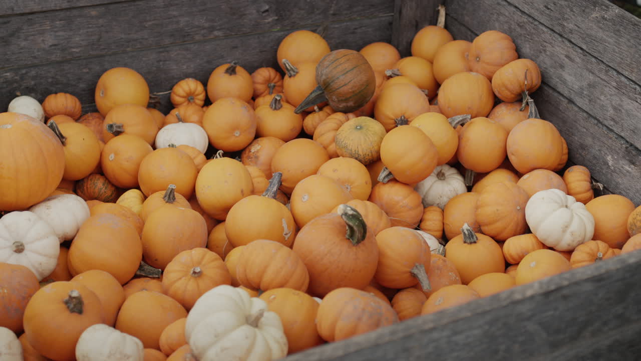 muchas calabazas en una caja de madera en una feria agrícola