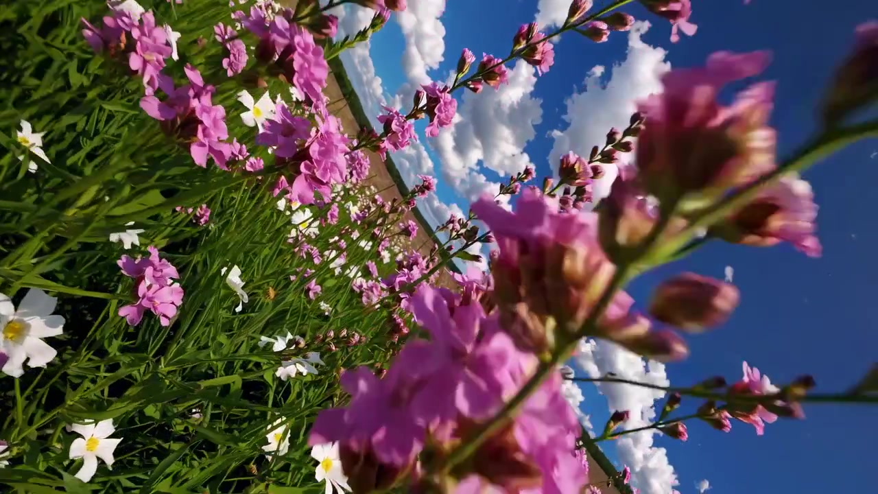 Livfulla rosa och vita vildblommor blommar på en solig äng under blå himmel