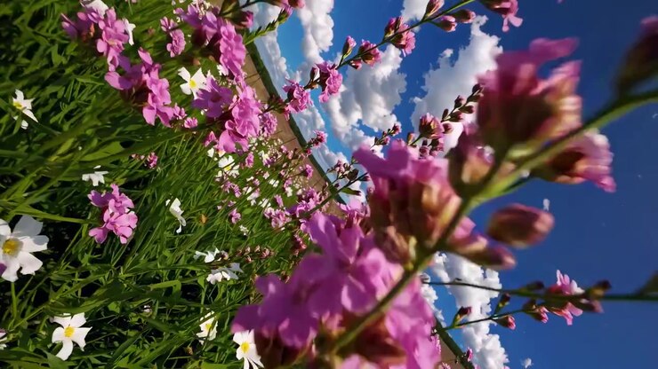 Vibrant Pink and White Wildflowers Blooming in a Sunny Meadow Under Blue Sky