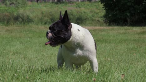 Bulldog-Francés-Jadeando-En-Un-Campo-1080p-4x-Cámara-Lenta