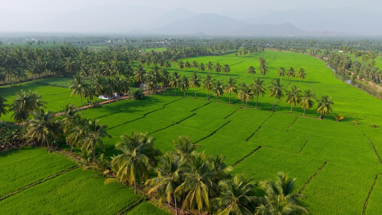 Vista aerea di risaie verde smeraldo circondate da alberi di cocco, che mostrano terreni agricoli lussureggianti, motivi naturali, paesaggi rurali e un'agricoltura fiorente in una serena campagna tropicale