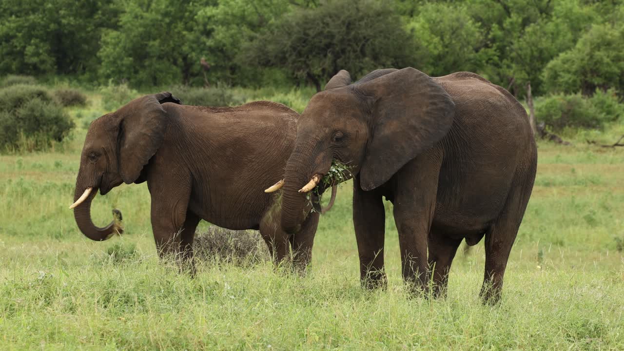 Two African elephants feeding lush green grass in Mashatu Game Reserve.