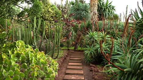 tropical cactus and succulent garden