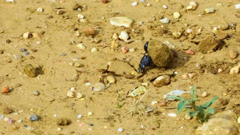 Two-Dung-Beetles-rolling-a-ball-of-dung