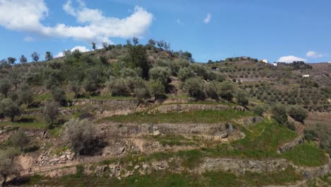 Drohnenaufnahmen-Vom-Weinbau-Auf-Einem-Hügel,-Wo-Die-Terrassen-Und-Kleinen-Häuser-Zwischen-Der-Vegetation-Bis-Zur-Spitze-Reichen