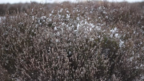 Incline-Hacia-Arriba-Los-Arbustos-Cubiertos-De-Nieve-En-El-Parque-Natural