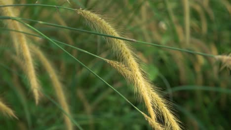 4k grass blowing in the wind