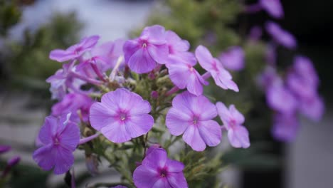 flowers bathing in the sun