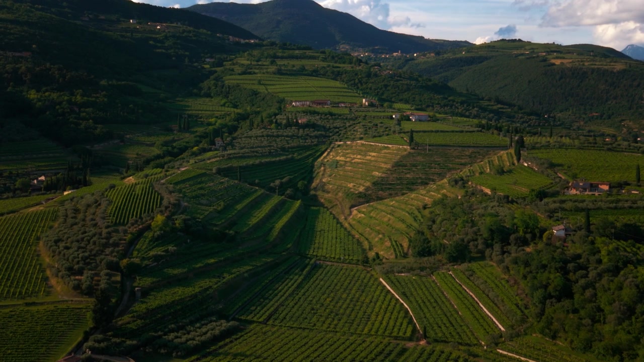 Terrazzamenti vinicoli della Valpolicella sulle colline prealpine vicino alla storica città di Verona, regione Veneto, Italia