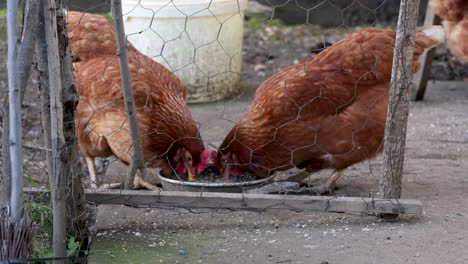 chickens eating corn grains from a plate