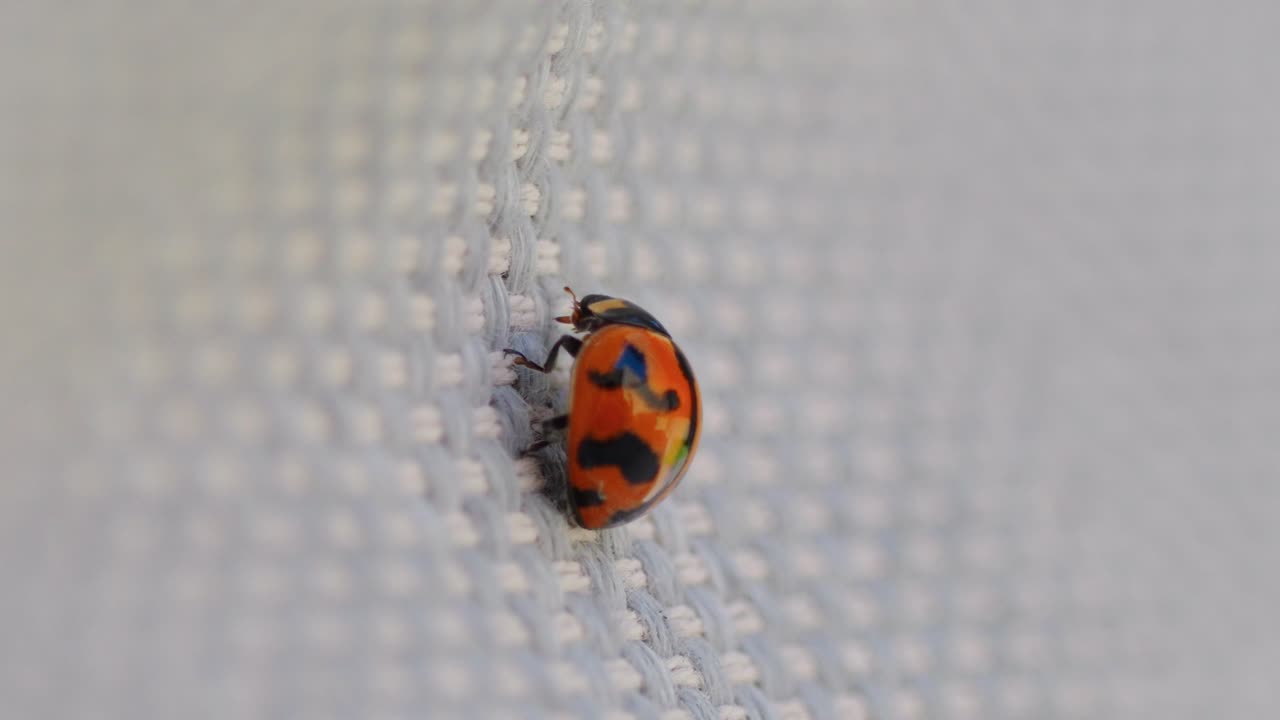 Macro close up of lady bird bug with orange spotted shell