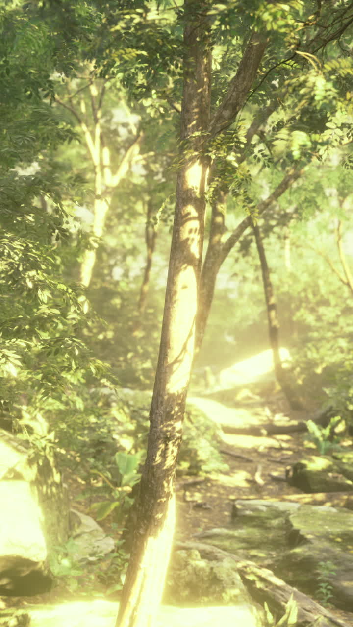 Sunlight filters through lush foliage in a vibrant forest setting