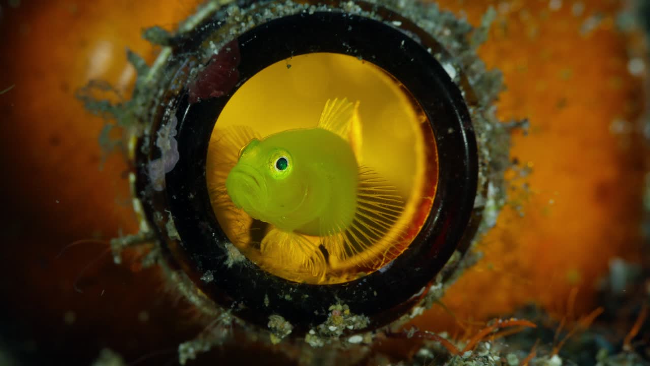 un solo goby de coral amarillo dentro de una botella retroiluminada, anilao, filipinas 1 de 2 60 fps