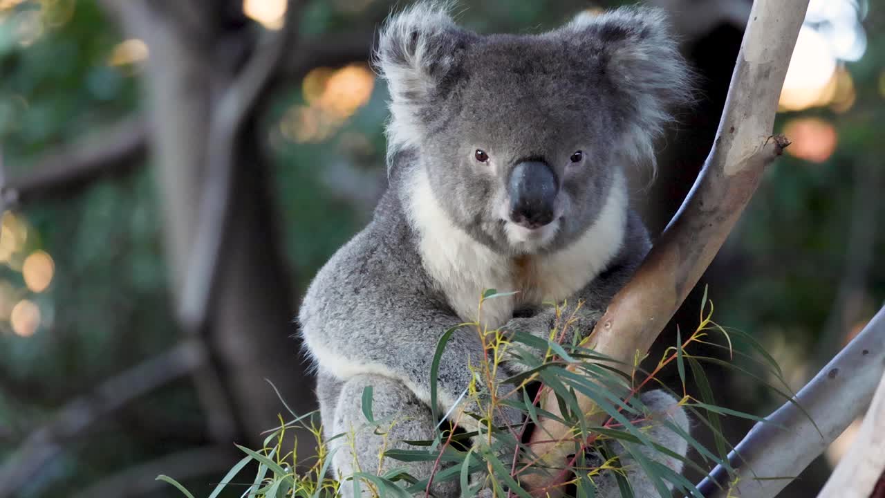 나무 의 잎 을 는 코알라
