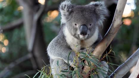 koala munching on leaves in a tree