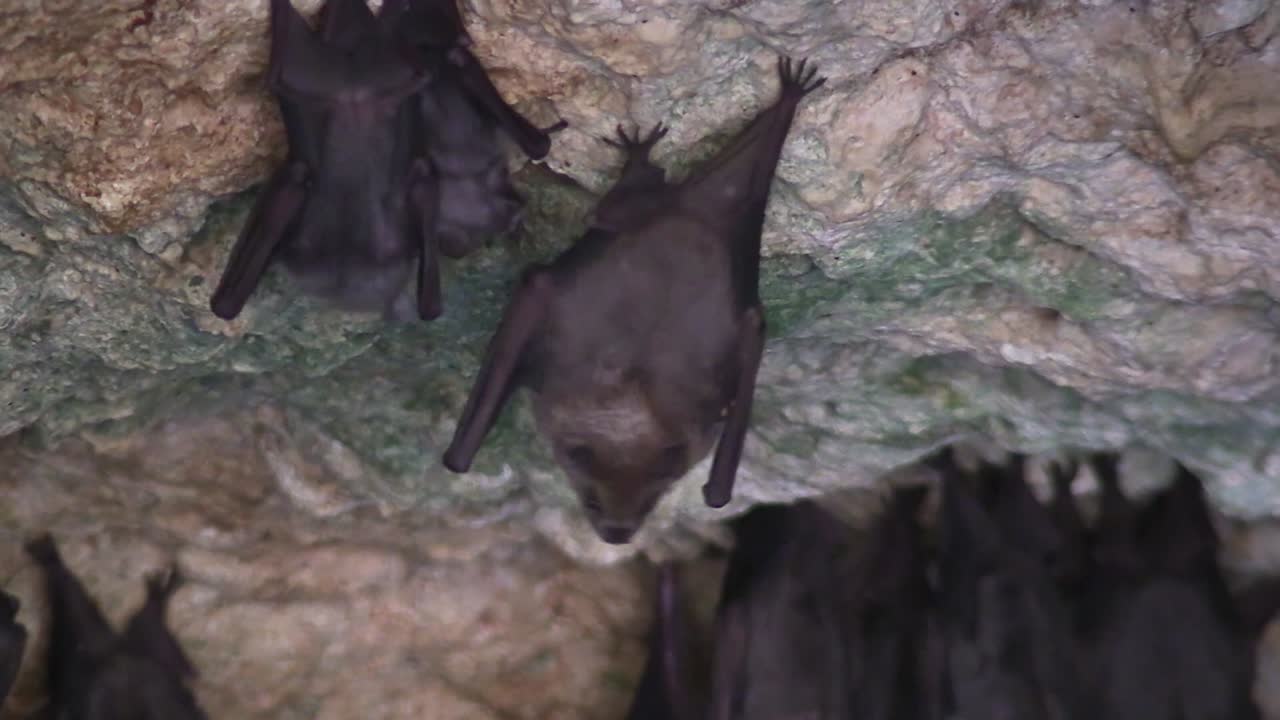 крупный план фруктовых летучих мышей в пещере на кубе 1