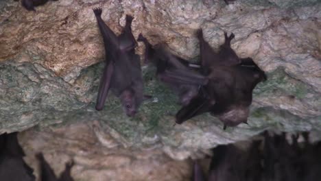 close up of fruit bats in a cave in cuba 1