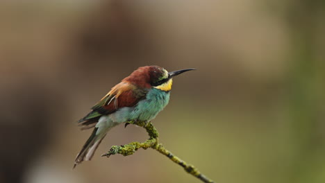 european bee-eater perched on a branch