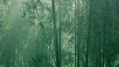 bamboo forest shrouded in mist during early morning light