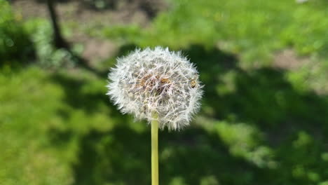 Zeitlupe-Einer-Spinne,-Die-Auf-Einer-Löwenzahnblüte-Krabbelt