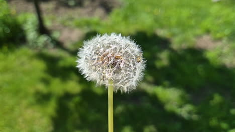 사탕수수 꽃 위 에 기어다니는 거미 의 느린 움직임