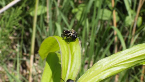 Close-up-shot-of-weevil-bugs-walking-on-a-green-leave-in-slow-motion