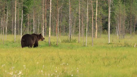 Braunbär-(Ursus-Arctos)-In-Freier-Natur-Ist-Ein-Bär,-Der-In-Weiten-Teilen-Nordeurasiens-Und-Nordamerikas-Vorkommt.-In-Nordamerika-Werden-Die-Braunbärenpopulationen-Oft-Als-Grizzlybären-Bezeichnet.