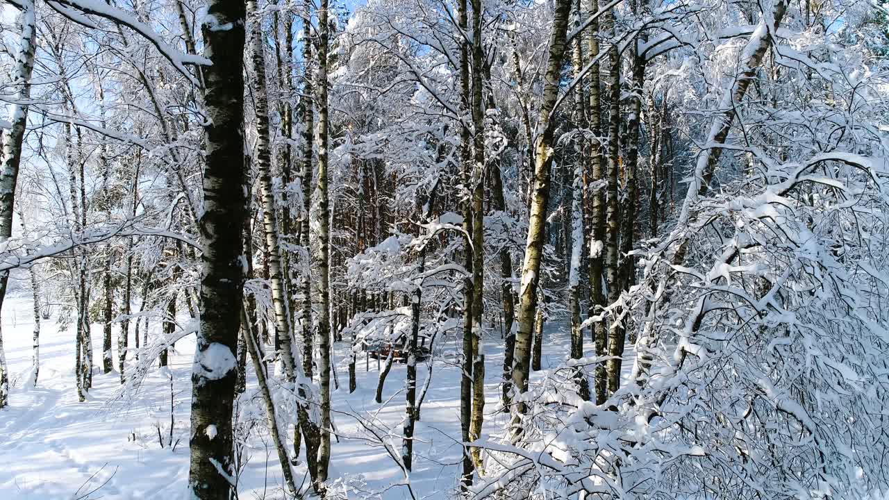 숲에 눈 덮인 가지입니다. 겨울 요정 배경