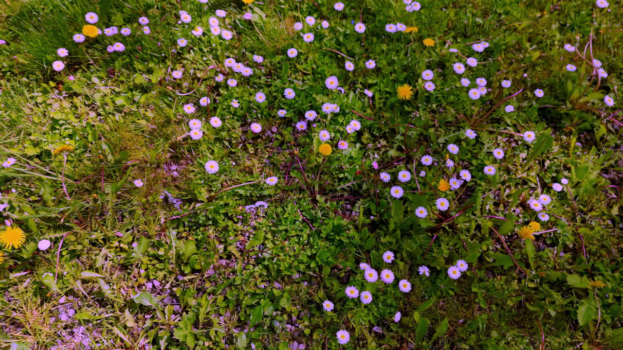 An overhead view lingers on a springy carpet of green ground cover dotted with tiny daisies and bright dandelions, a natural texture ideal for backgrounds, transitions, and gentle pastoral themes