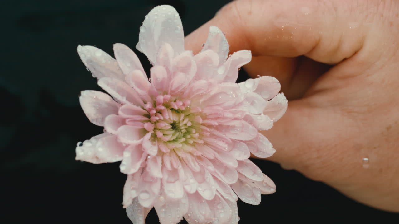 Females hand spinning water off of pink flower with water droplets flying in extreme slow motion