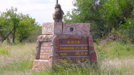 un babuino chacma se sienta en un letrero de pilar en un campo de hierba por los árboles, sudáfrica