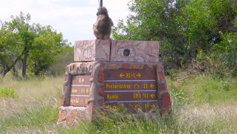 a chacma baboon sits on a pillar sign in a grass field by trees, south africa