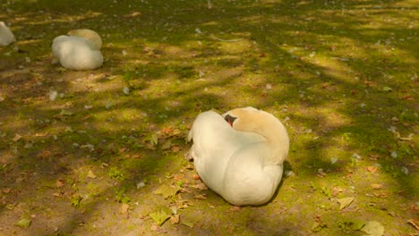 primer plano de cisnes blancos al aire libre_4k
