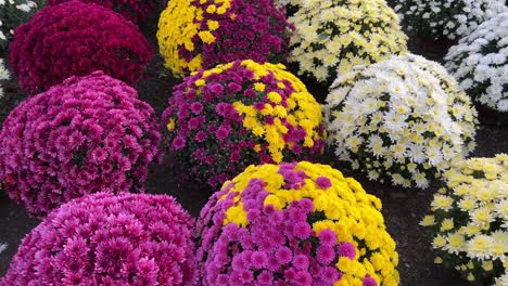 flowers chrysanthemum in the garden flowers chrysanthemum in the garden