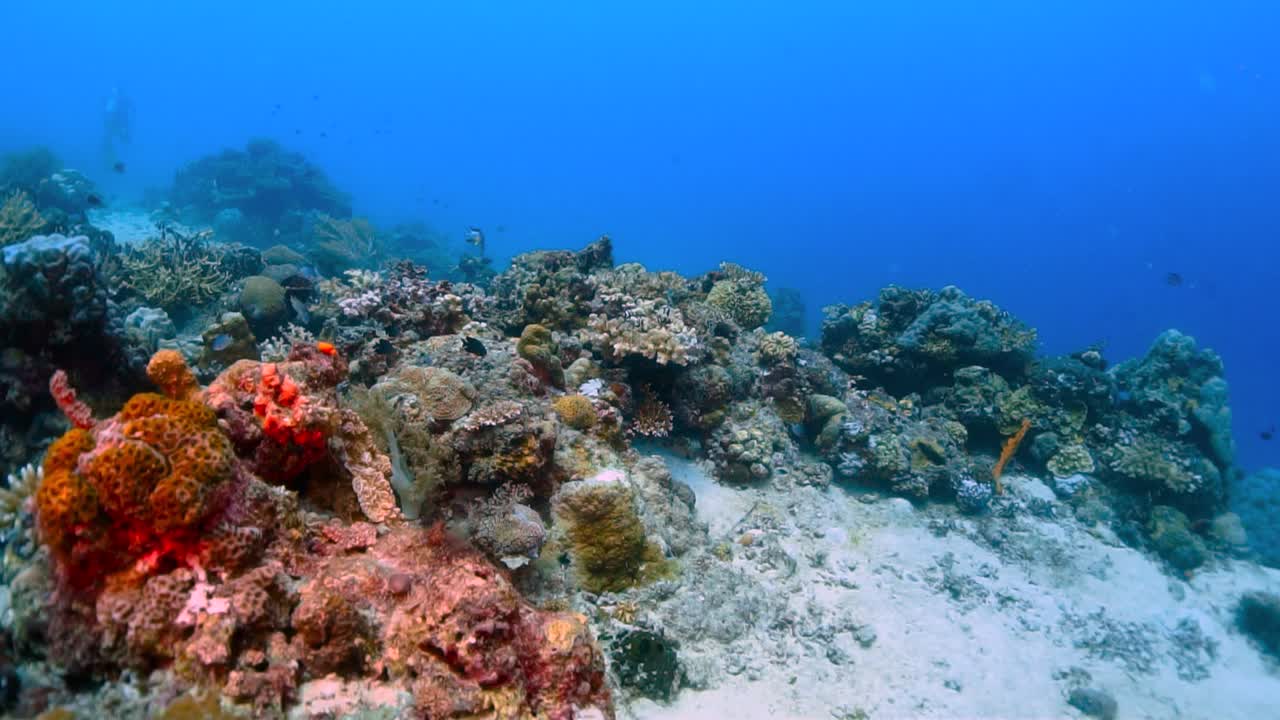 바다 밑바닥의 건강한 산호초