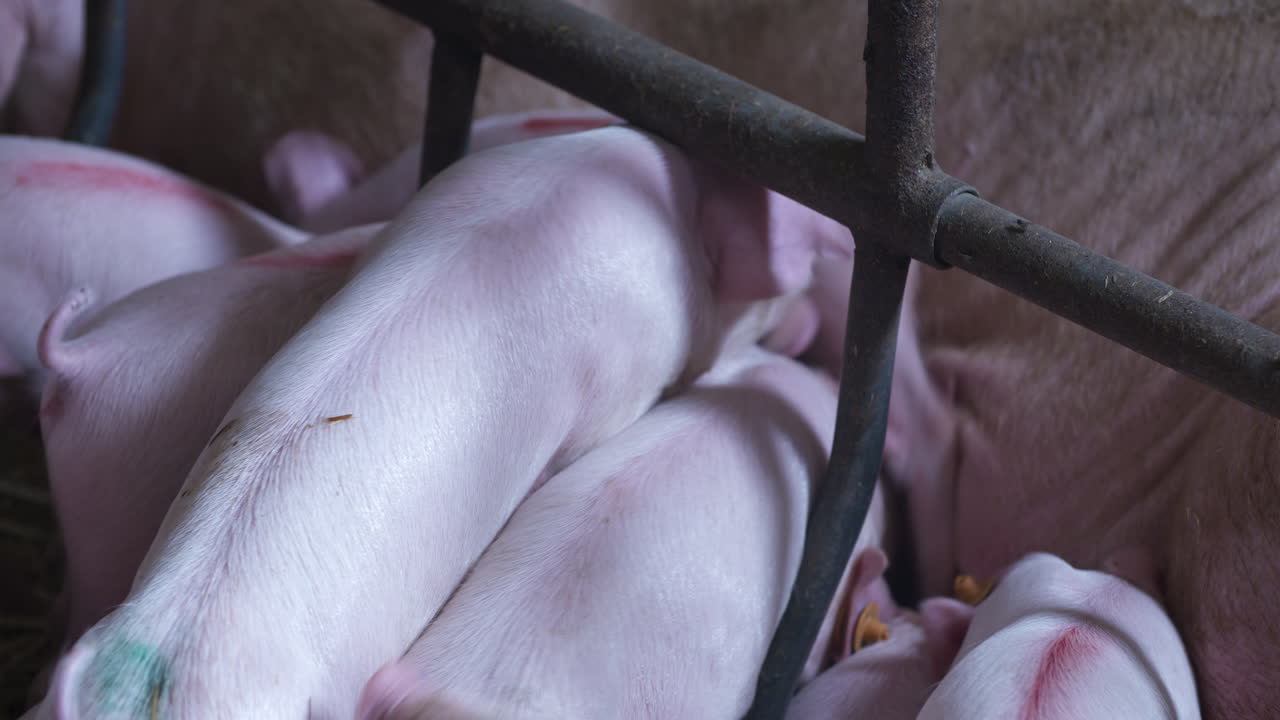 축산 농장의 돼지 돼지 사육 마구간 23에서 어린 새끼 돼지