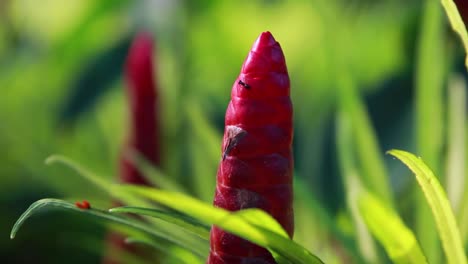 slow mo tight shot of red button ginger plant with ant
