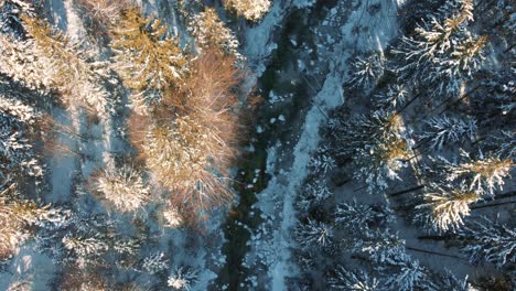vuelo aéreo de drones de 4k que se mueve sobre las copas de los árboles nevados y un pequeño río de montaña en un bosque de ensueño en invierno en baviera, alemania