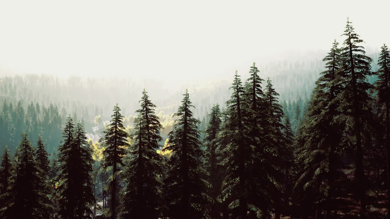 이른 아침 빛에 높은 소나무가 있는 안개 숲 풍경