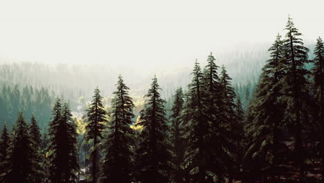 paisaje forestal brumoso con pinos altos durante la luz de la mañana temprano