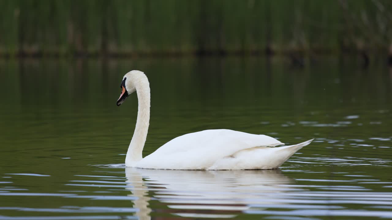 primer plano de un cisne adulto blanco nadando en el reflejo tranquilo del lago con fondo bokeh