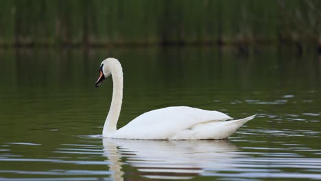 Nahaufnahme-Eines-Weißen-Erwachsenen-Schwans,-Der-Auf-Einer-Ruhigen-Seespiegelung-Mit-Bokeh-Hintergrund-Schwimmt