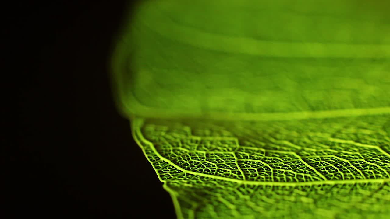 hojas verdes giratorias y tiro macro de diente de león giro lento