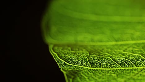 hojas verdes giratorias y tiro macro de diente de león giro lento